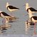 Banded Stilt